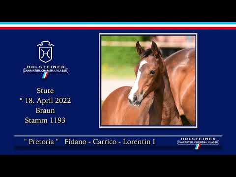 Holsteiner Elite-Fohlenauktion 2022 | Nr. 24 Pretoria