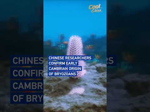 Chinese researchers confirm Early Cambrian origin of bryozoans
