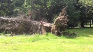 Cutting root plate off fallen tree in Guernsey