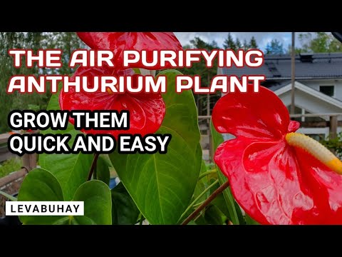 , title : 'HOW TO PROPAGATE OR GROW ANTHURIUM | AIR PURIFYING HOUSEHOLD PLANT | ODLA ROSENKALLA | INOMHUS VÄXT'
