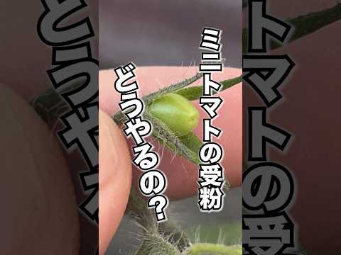 トマトに穴が開くのはなぜですか?行動を起こすべきでしょうか？  庭園