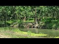 River Bath Village Children Bihar Village Life Village Natural Water Park Swimming Scary Swimming