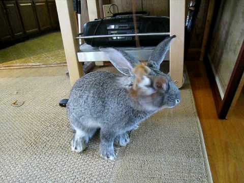 Funny Bunny almost falls over (flemish giant)