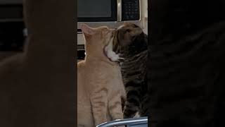 Ginger Tabby Cats Videos