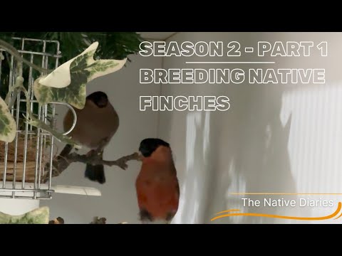 Breeding Native British Finches - Season 2 Part 1 The Native Diaries
