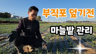 마늘밭 부직포 덮기전 이것? 무름병 냉해 예방