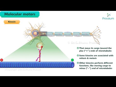 Molecular Motors : Kinesin, Dynein and Myosin (Animation)
