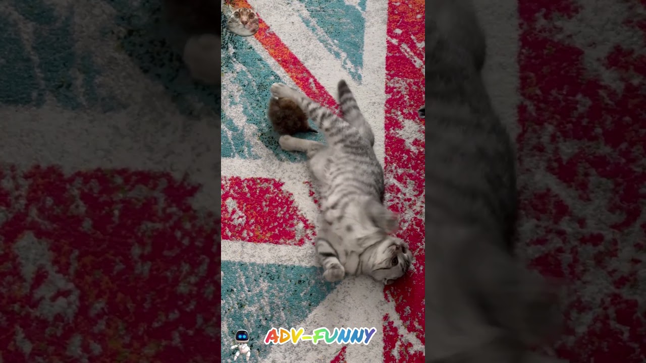 Amazing funny cat all of the world