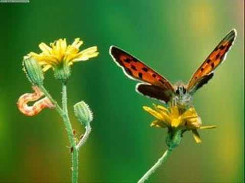 ambito kinitoh- el efecto mariposa
