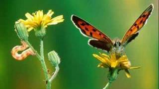 ambito kinitoh- el efecto mariposa