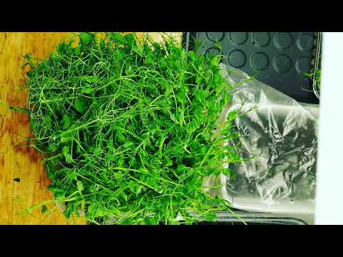 Odla och skörda ärtskott på vintern