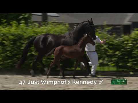 47 Napoleon (Just Wimphof x Kennedy)
