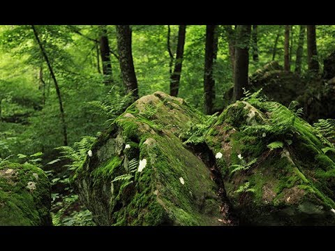 youtube embeded image