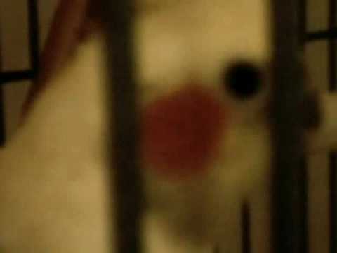 Teh WiLd BeasTeh!11!!oneone!!111111!!!1!!!!! (RIP Andy)