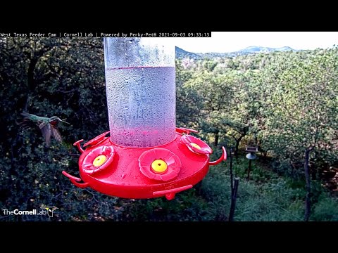 Male Broad-tailed Hummingbird Hovers And Sips Nectar In West Texas – Sept. 3, 2021