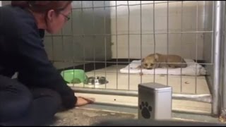 Depressed Pitbull Refuses to Move for Days Until 7-Year-Old Boy Arrives