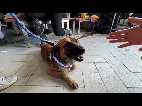 Saving animals after Hualien floods - YouTube