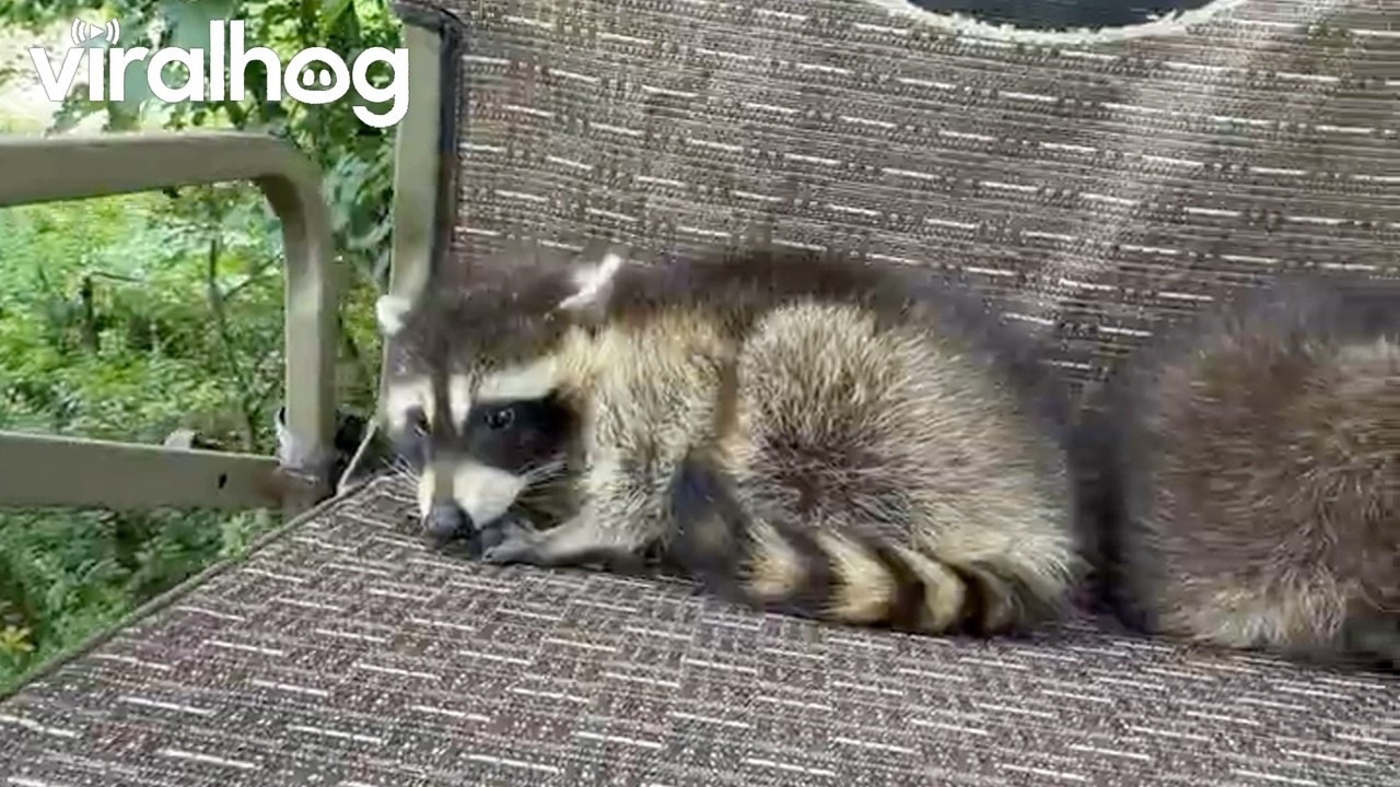 Baby Raccoons Stole My Chair || ViralHog