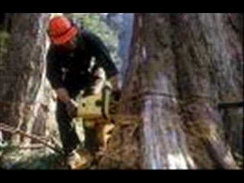 Thumbnail for Hal Willis Sings 'The Lumberjack.' by Roger Miller