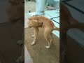 Aarey Baap Re Viral Baapre Trending Dog Comedy Funny Youtubeshorts