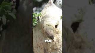 Download lagu Sarang Burung Penenun yang Cerdas dan Tahan Ular 🐦🐍 mp3 Download lagu Sarang Burung Penenun yang Cerdas dan Tahan Ular 🐦🐍 mp3