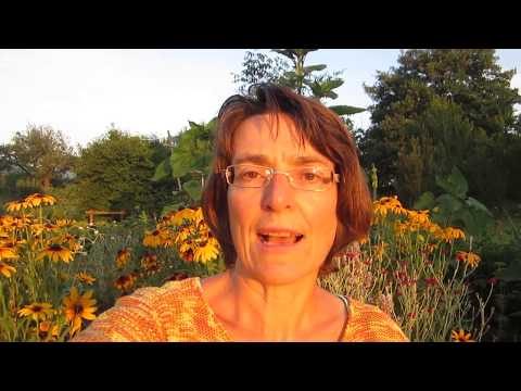 Sommersalate erfolgreich keimen: Dein Leitfaden