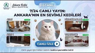 Pursaklar Belediyesi Ankara Kedisi Koruma Yaşatma Ve Tanıtma Merkezi