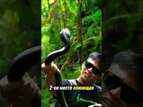 Топ 5 Существ, к которым ОПАСНО приближаться