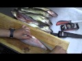 How to Fillet a Fish (Walleye)