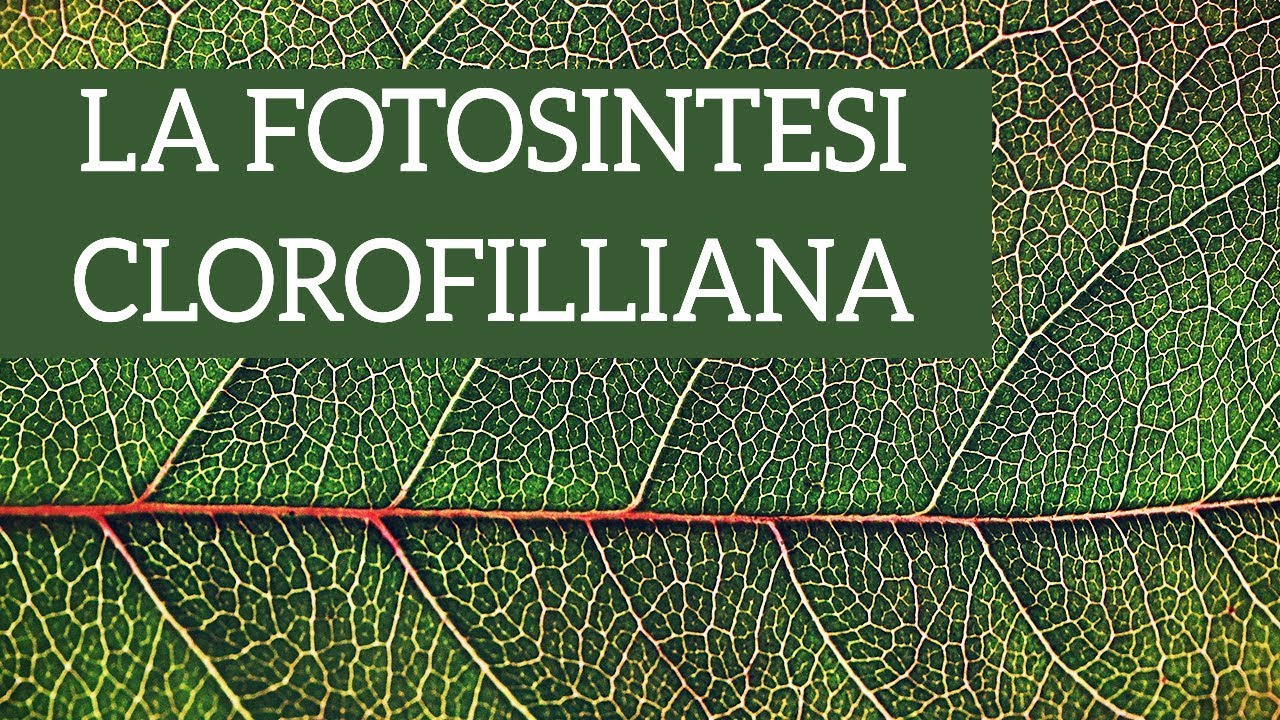 Fotosintesi clorofilliana: ecco le basi!