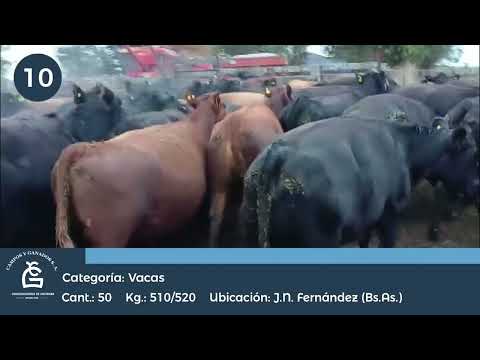 Lote VC EXPORTACION - JN FERNANDEZ BS AS