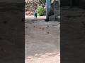 Panchi Nadiya Pawan Sonu Nigam Alka Yagnik Song Viral Youtubeshorts
