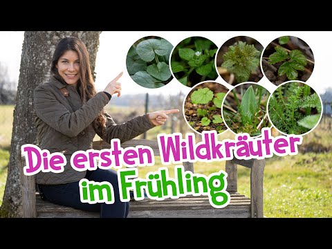 Die ersten Wildkräuter im Frühling - so wertvoll sind sie! 🌱 #wildkräuter #frühling #heilpflanzen