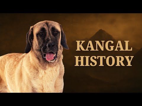 The Kangal: The Dog Stronger Than a Lion