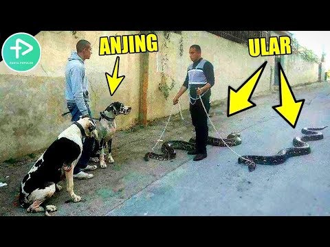 Seluruh kebenaran tentang palu Thor tetes potensi Seledri meningkatkan anggota