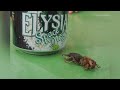First Asian Giant Hornet Found In Snohomish County