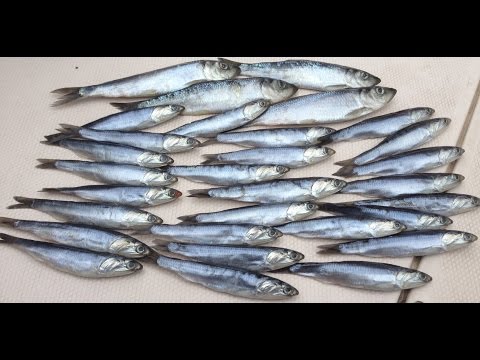 download lagu mp3 mp4 Herring Brine, download lagu Herring Brine gratis, unduh video klip Herring Brine