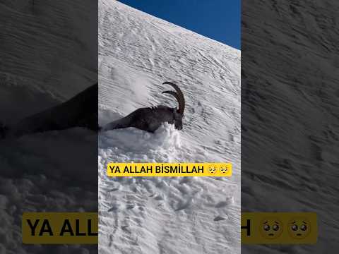 Kara Saplanmış bir Dağkeçisinin Yaşam Mücadelesi 😢#Doğu #Hakkari #Animals #hayvancılık #kış #doğa