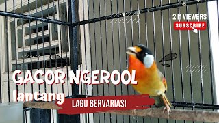 Download lagu KICAWAN KERAS PANCAWARNA GACOR NGEROL LANTANG DAN BERVARIASI mp3