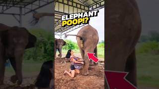 If You See a Woman Catching Elephant Dung, RUN IMMEDIATELY! 😨