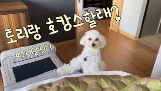 서울에서 평점 가장 높은 애견동반호텔 토리가 가다!!! 드래곤시티, 펫택시 첫시승, 서울 핫플을 곁들인…🌈