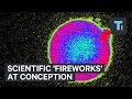 Scientific Fireworks At Conception