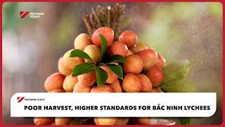Poor harvest, higher standards for Bắc Ninh lychees | Vietnam Today