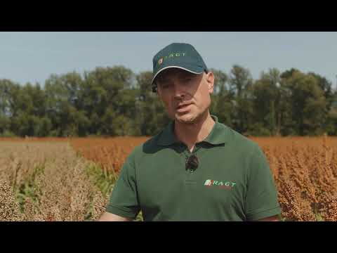 RAGT Körnerhirse - Sortenvorstellung