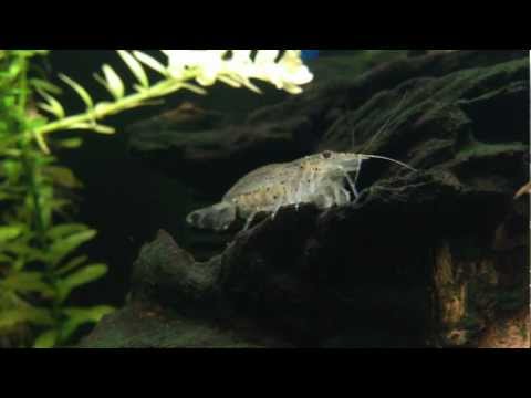 2 year update: Pregnant Amano close up with eggs