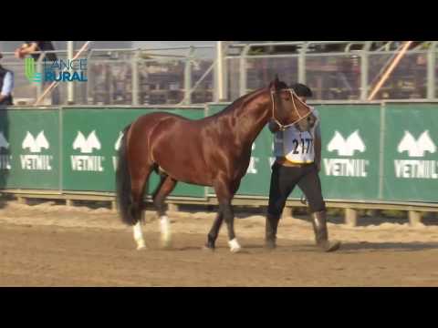 Morfologia da Expointer 2019 (Categorias Cavalo Menor e Cavalo Adulto)