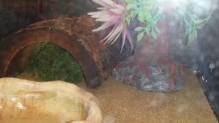 Leucistic Ball Python at Petsmart dothan al