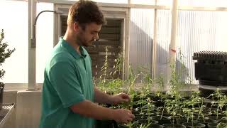 A joint effort: LSU AgCenter and Good Day Farm Louisiana will grow and sell medical marijuana