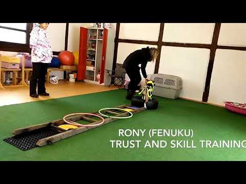 Basenji - Test of trust