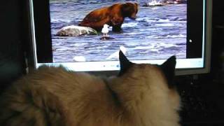 Roligt med film tycker kisen!